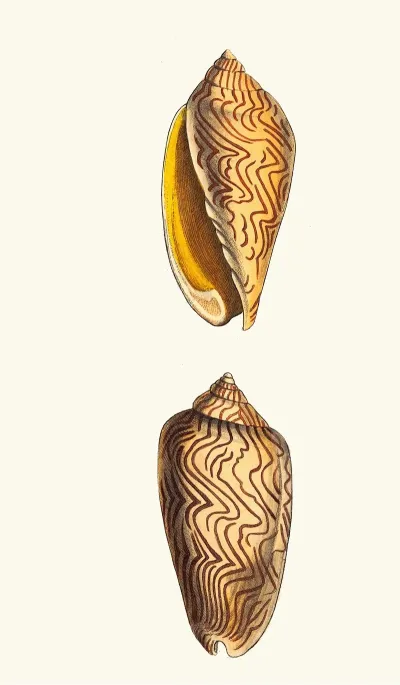 Undulated Volute