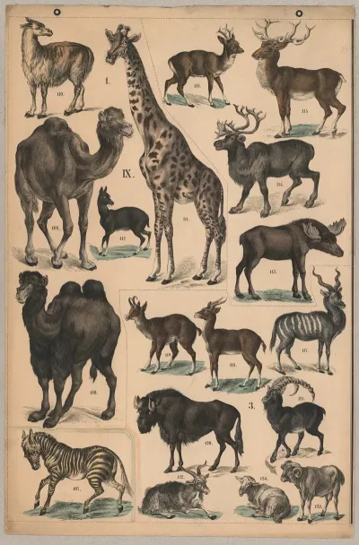 Ungulates Hoofed Animals