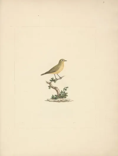 Unidentified Bird 2