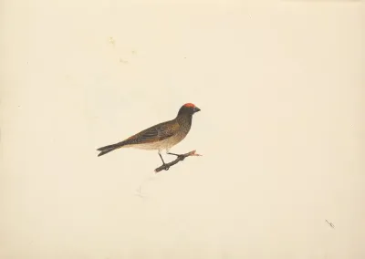 Unidentified Bird 3