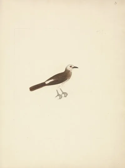 Unidentified Bird