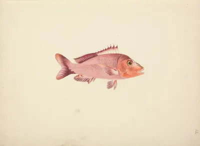 Unidentified Fish 10