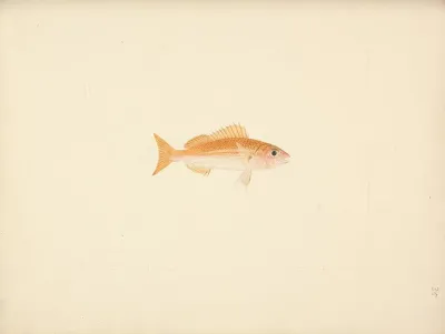 Unidentified Fish 11