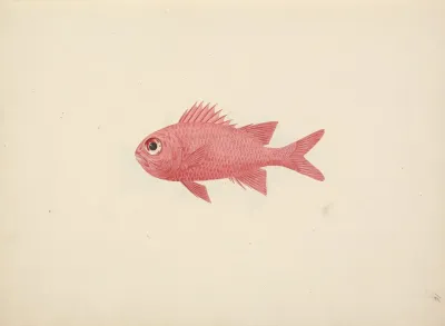 Unidentified Fish 12