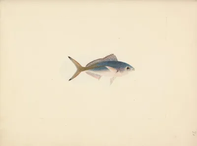 Unidentified Fish 14