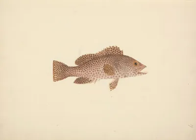 Unidentified Fish 17