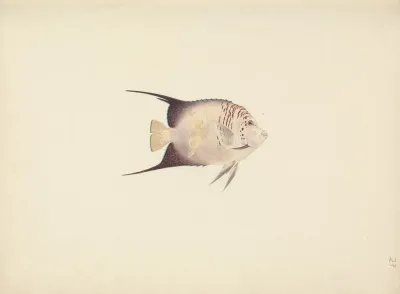 Unidentified Fish 20