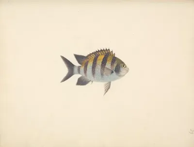 Unidentified Fish 23