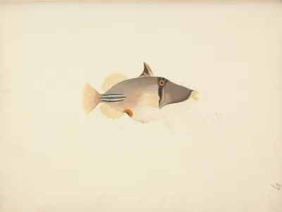 Unidentified Fish 25