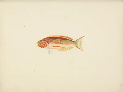 Unidentified Fish 28