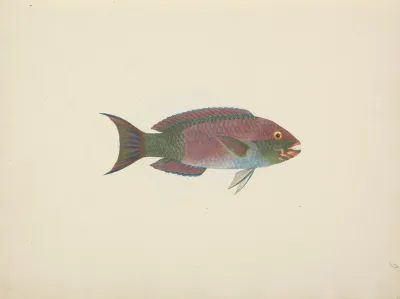 Unidentified Fish 29