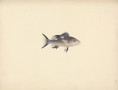 Unidentified Fish 2