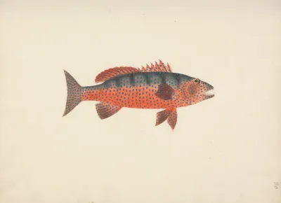 Unidentified Fish 30