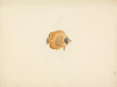 Unidentified Fish 31