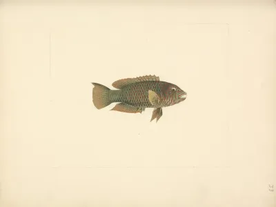 Unidentified Fish 33