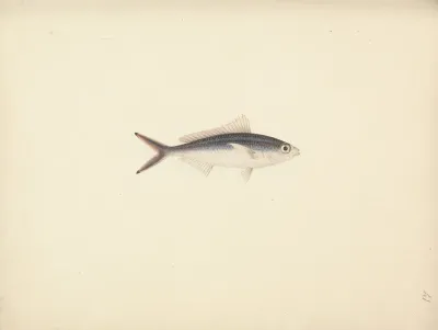 Unidentified Fish 34