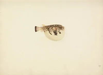Unidentified Fish 35
