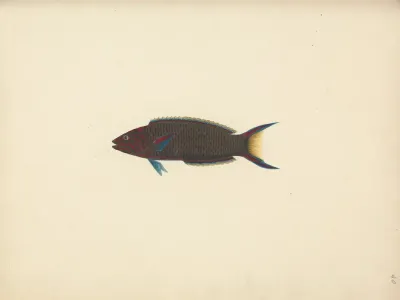 Unidentified Fish 37