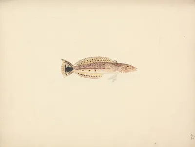 Unidentified Fish 3
