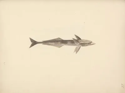 Unidentified Fish 5