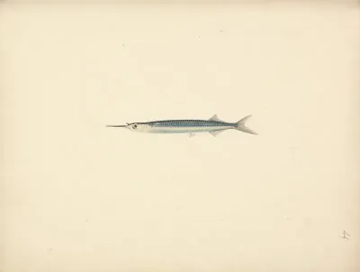 Unidentified Fish 7
