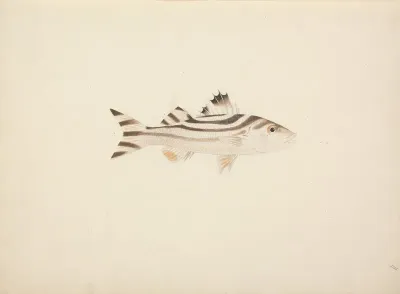 Unidentified Fish 9