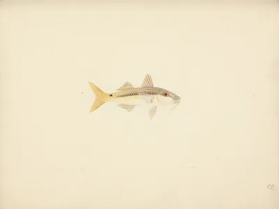 Unidentified Fish