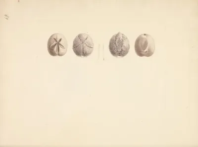 Unidentified Sand Dollar