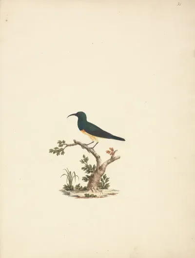 Unidentified Sunbird