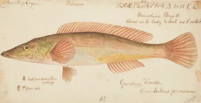 Unknown Tas