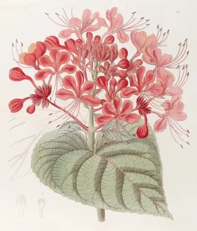 Unlucky Clerodendron