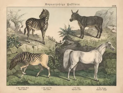 Unpaarzehige Huftiere A Das Arabische Pferd B Der Zahme Esel C Das Zebra D Das Quagga