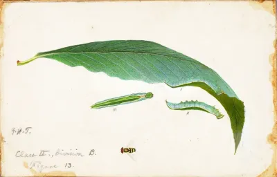 Unspotted Beach Leaf Edge Caterpillar Study For Book Concealing Coloration In The Animal Kingdom