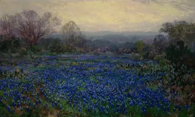 Untitled Field Of Bluebonnets
