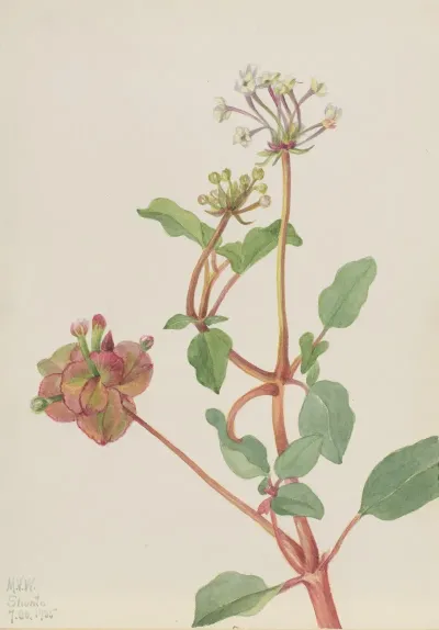 Untitled Tripterocalyx Pedunculatus