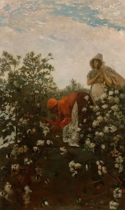 Upland Cotton