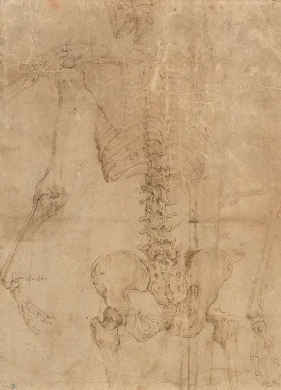 Upper Half Of Skeleton From The Back