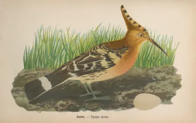 Upupa Epops 2