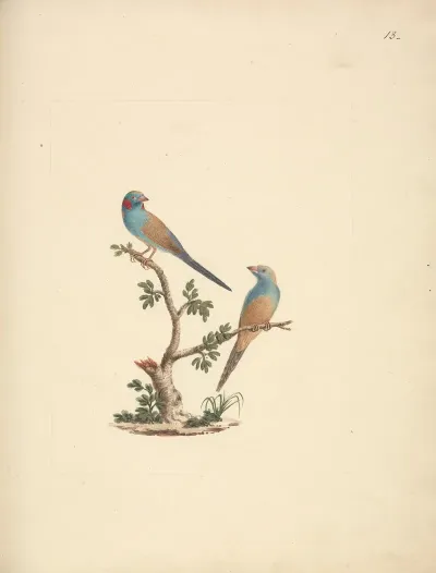 Uraeginthus Bengals Red Cheeked Cordon Bleu