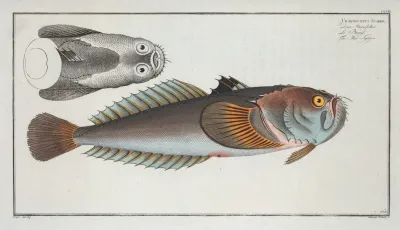 Uranoscopus Scaber The Star Gazer