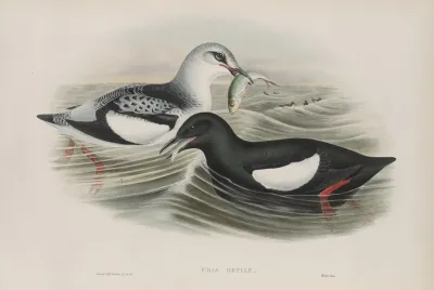Uria Grylle Black Guillemot