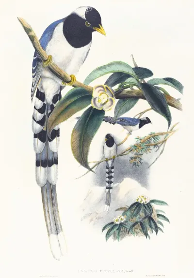 Urocissa Cucullata