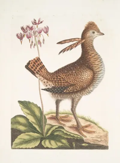 Urogallus Minor