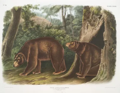 Ursus Americanus Var Cinnamonum Cinnamon Bear Male Female