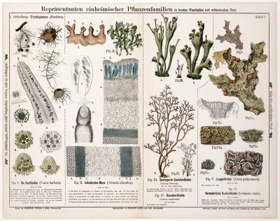 Usnea Barbata Cetraria Islandica Cladonia Fimbriata Cladonia Rangiferina Sticta Pulmonacea Lecanora Varia