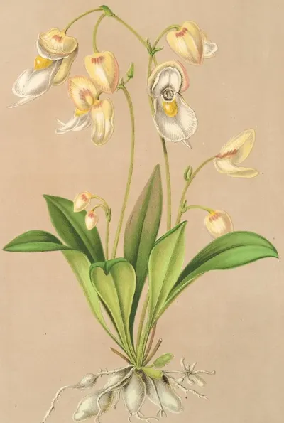 Utricularia Montana