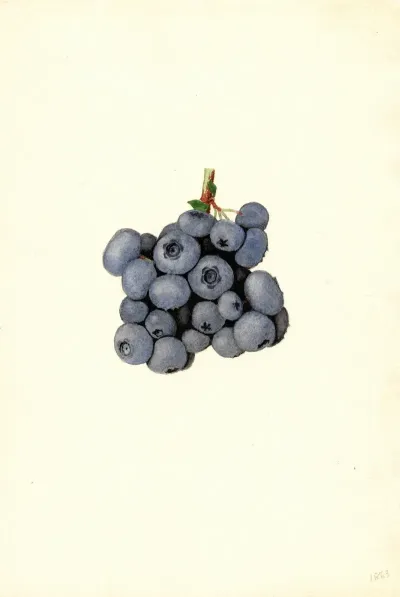 Vaccinium Corymbosum Stanley