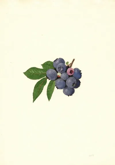 Vaccinium Corymbosum Weymouth