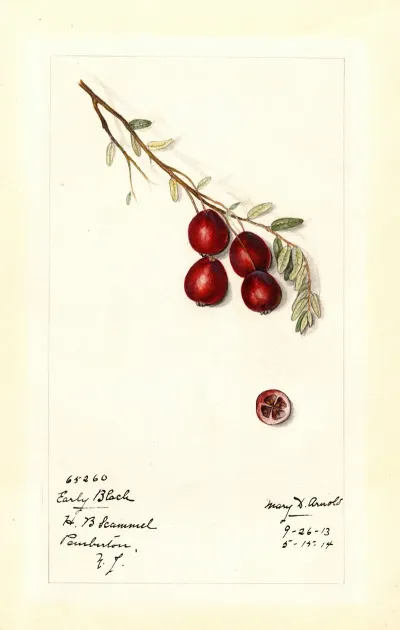 Vaccinium Macrocarpon Early Black