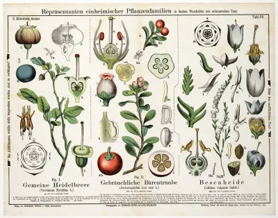 Vaccinium Myrtillus Arctostaphylos Uva Ursi Calluna Vulgaris